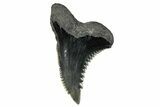 Snaggletooth Shark (Hemipristis) Tooth - South Carolina #280080-1
